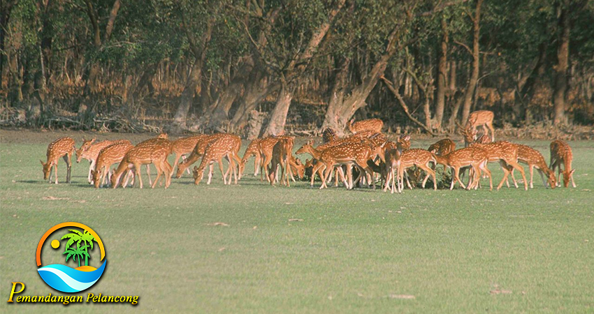 Petualangan Seru di Taman Nasional Bangladesh